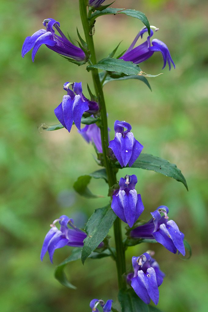 Lobelia siphilitica, Blue Cardinal Flower