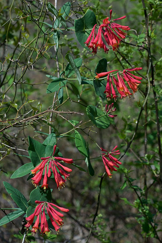 Lonicera sempervirens, Coral honeysuckle