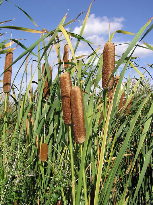 Typha sp., Cattail
