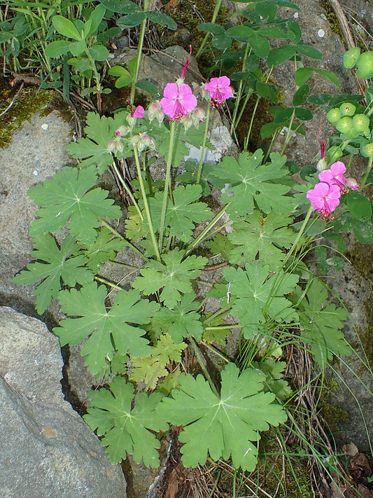 Geranium macrorrhizum, bigroot geranium