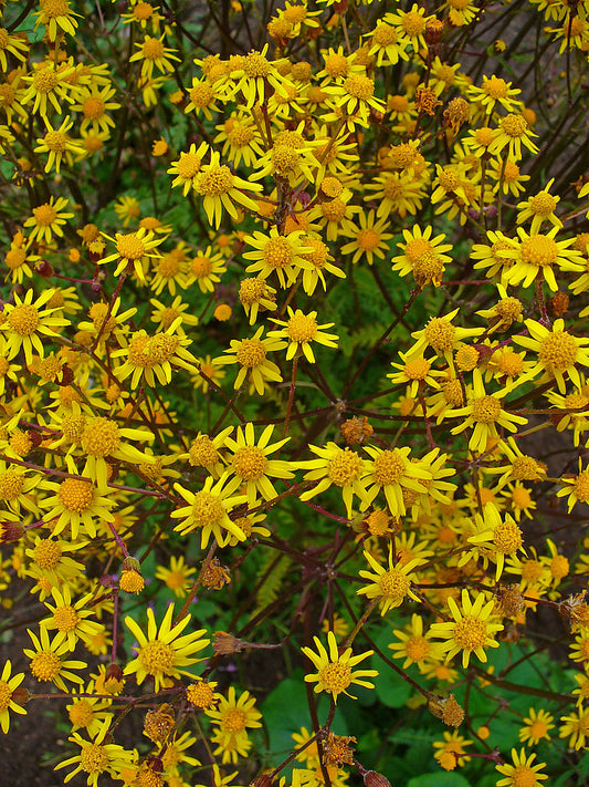 Packera aurea, Golden Ragwort