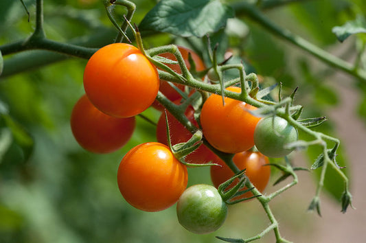 Solanum lycopersicum, Sungold cherry tomato