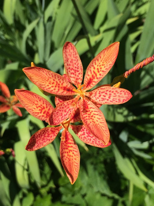Iris domestica, Blackberry lily
