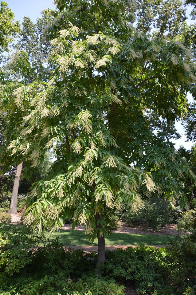 Oxydendron arboreum, Sourwood