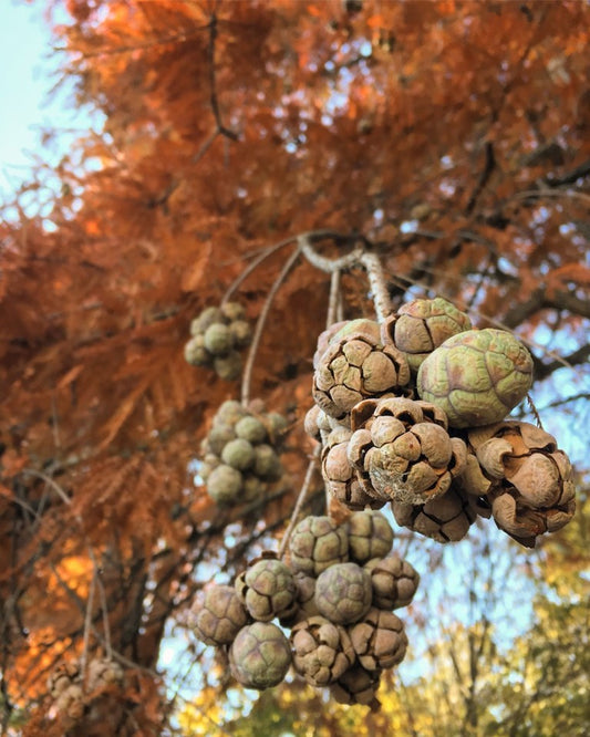 Taxodium distichum, bald cypress