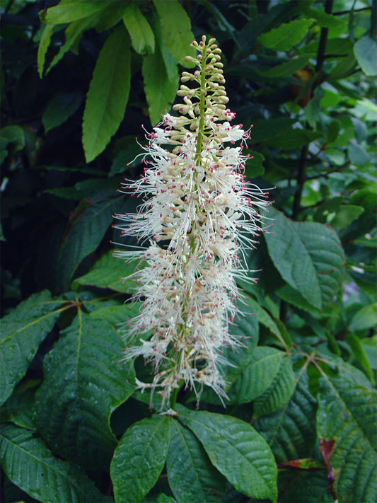 Aesculus parviflora, Bottlebrush Buckeye