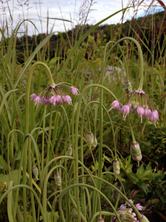 Allium cernuum, Nodding Wild Onion