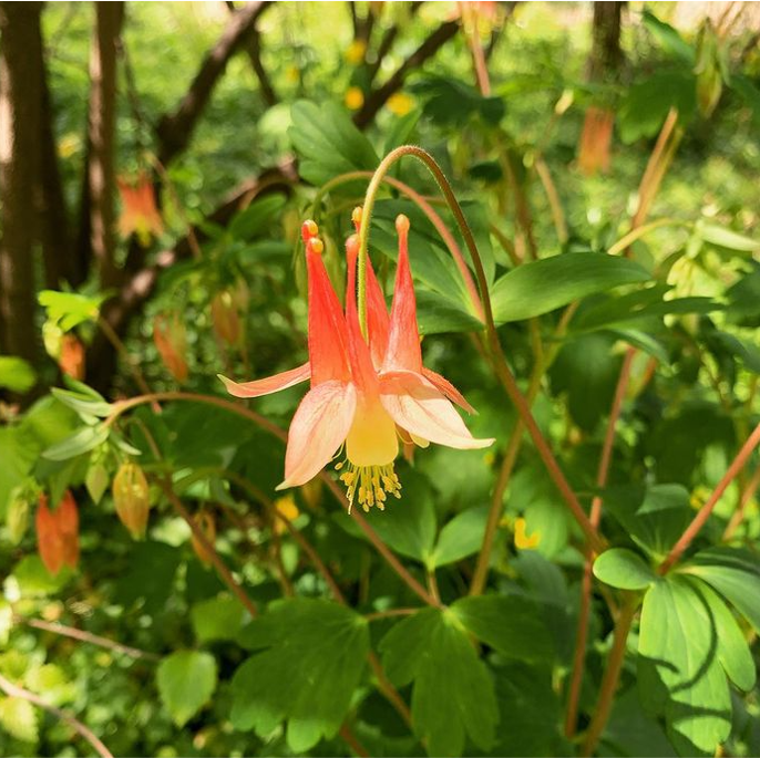 Aquilegia canadensis, Columbine [SEEDS]