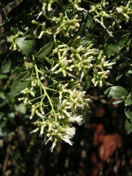 Baccharis halimfolia, Eastern baccharis