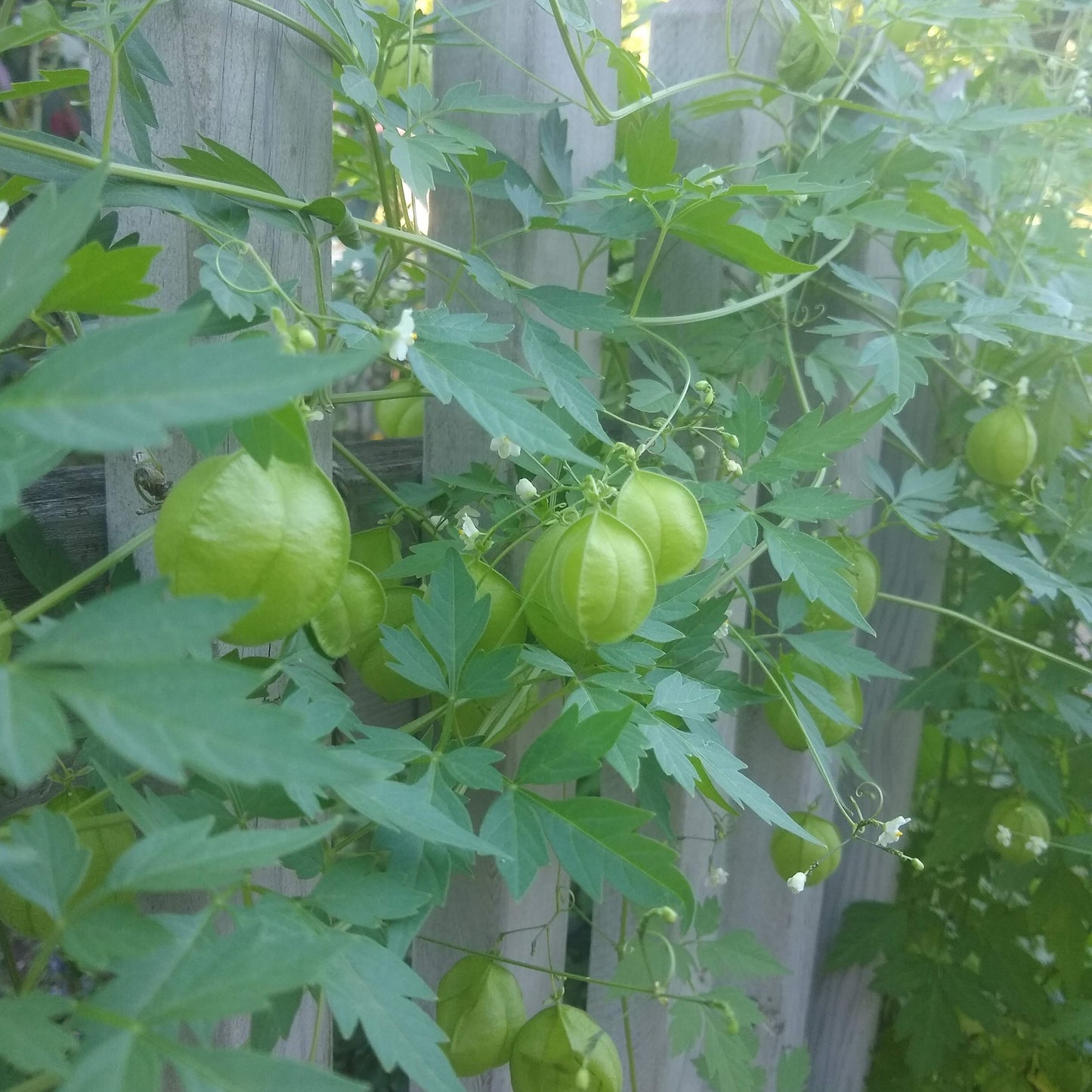 Cardiospermum halicacabum, Balloon Vine