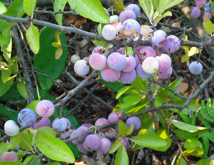 Prunus maritima, Beach plum