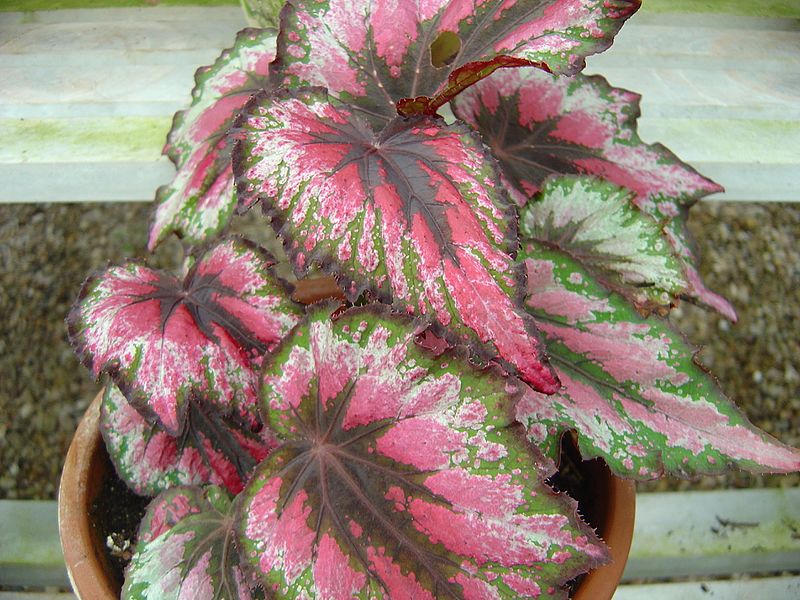 Begonia rex cultorum, Rex begonia (surprise cultivar)