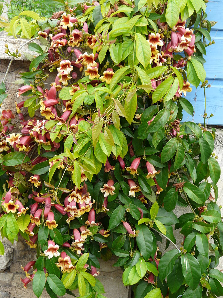 Bignonia capreolata, Crossvine