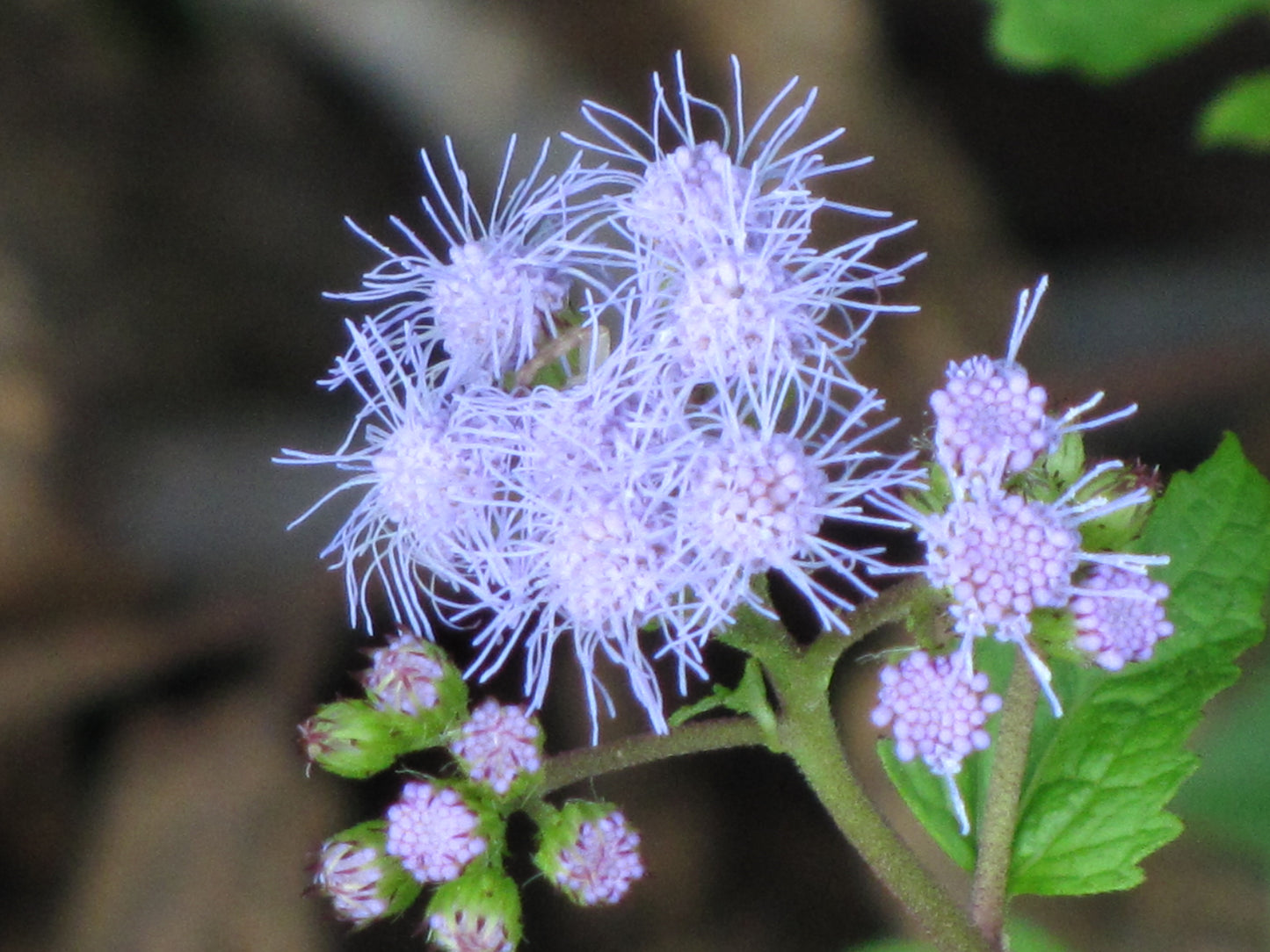 Conoclinium coelestinum, Blue mistflower