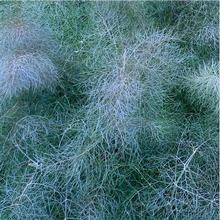 Load image into Gallery viewer, Foeniculum vulgare, Bronze Fennel
