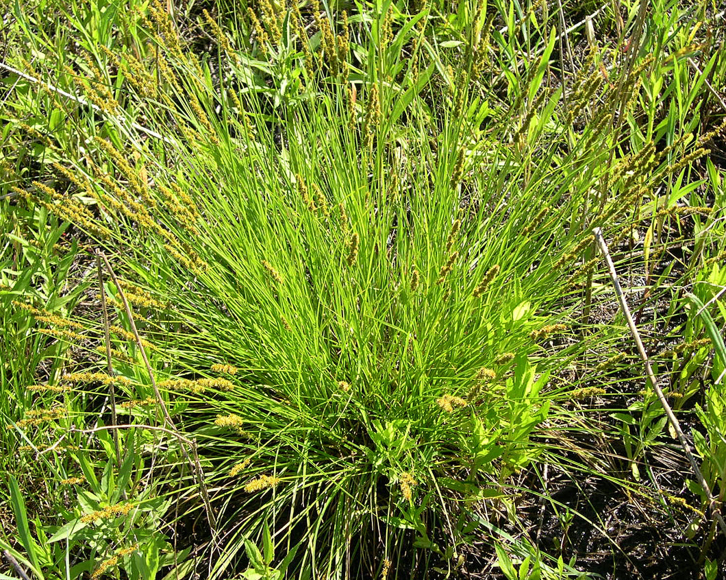 Carex vulpinoidea, Fox Sedge