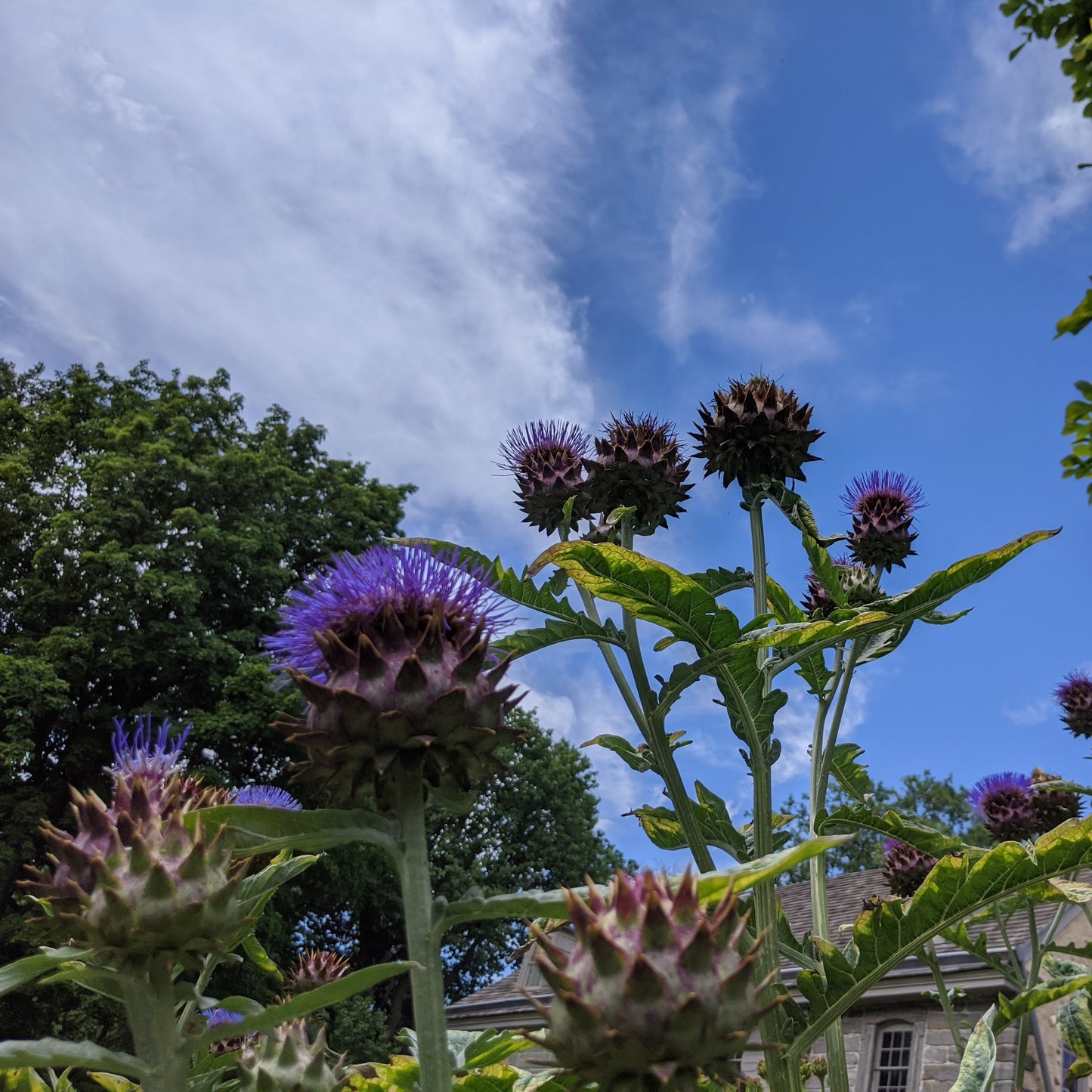 Cynara cardunculus, Cardoon