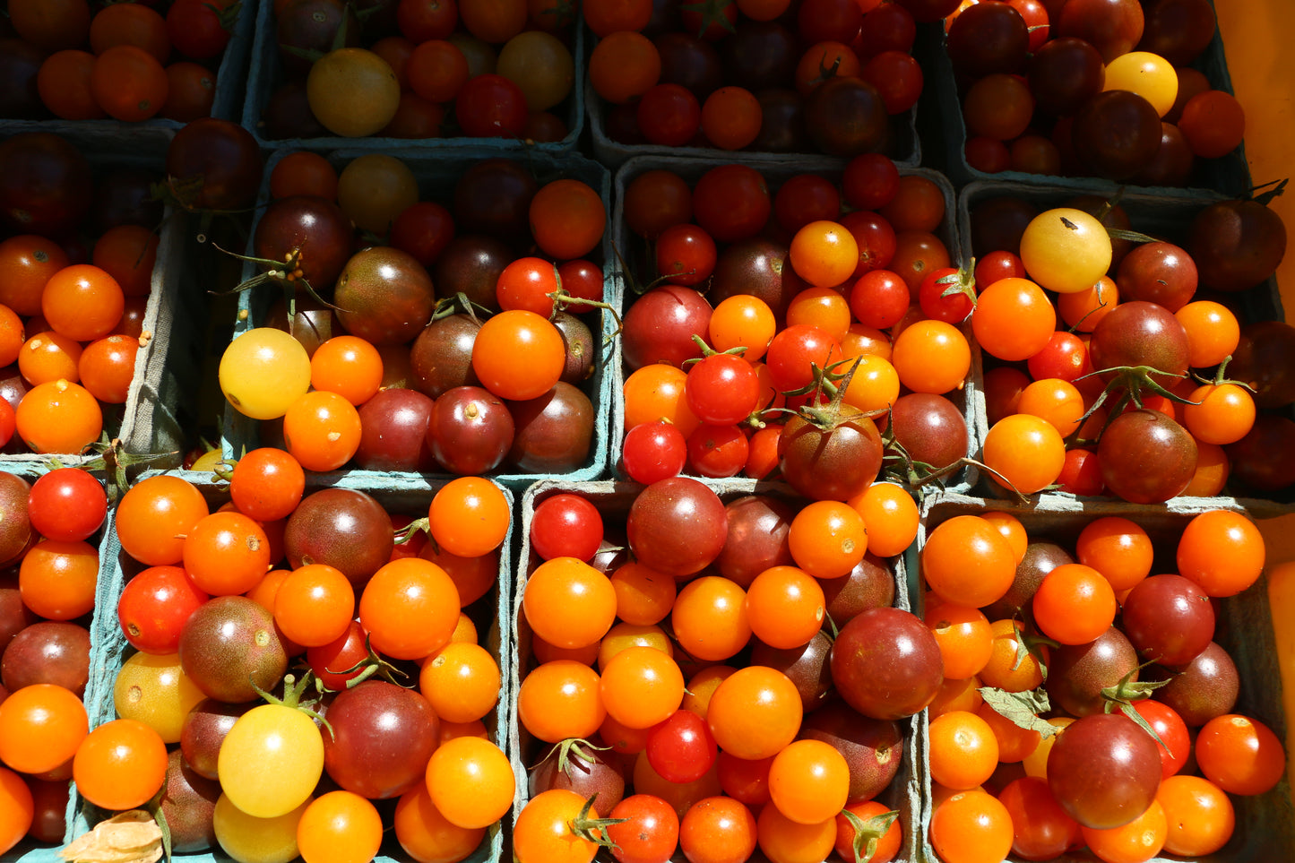 Spring veggie starts for community gardener