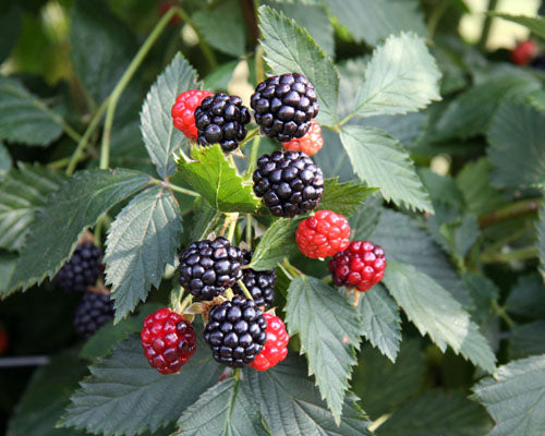 Rubus ulmifolius, Thornless blackberry