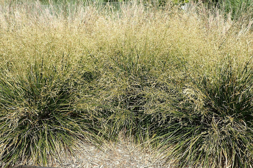 Deschampsia cespitosa, Tufted Hairgrass