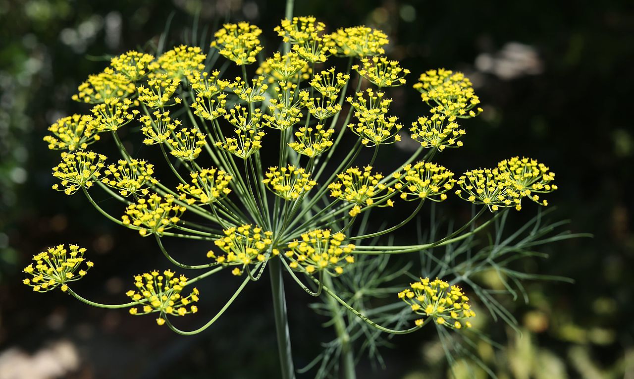 Anethum graveolens, Dill