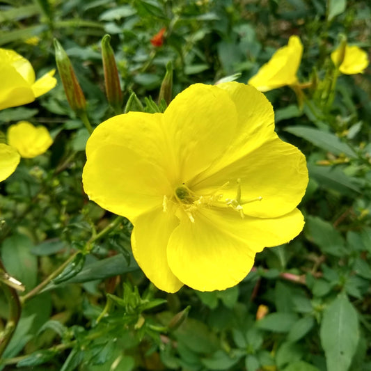 Oenothera grandiflora, Large-flowered Evening Primrose