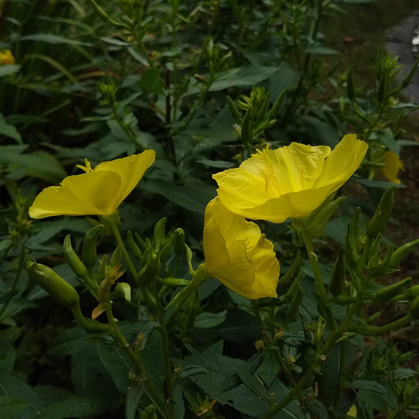 Oenothera grandiflora, Large-flowered Evening Primrose