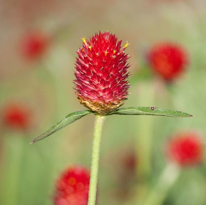 Gomphrena globosa "Strawberry Fields", Globe Amaranth