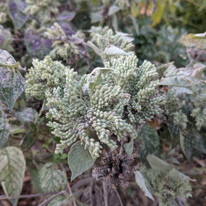 Pycanthemum incanum, Hoary Mountain Mint [SEEDS]