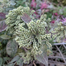 Load image into Gallery viewer, Pycanthemum incanum, Hoary Mountain Mint [SEEDS]
