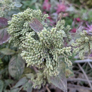 Pycanthemum incanum, Hoary Mountain Mint [SEEDS]