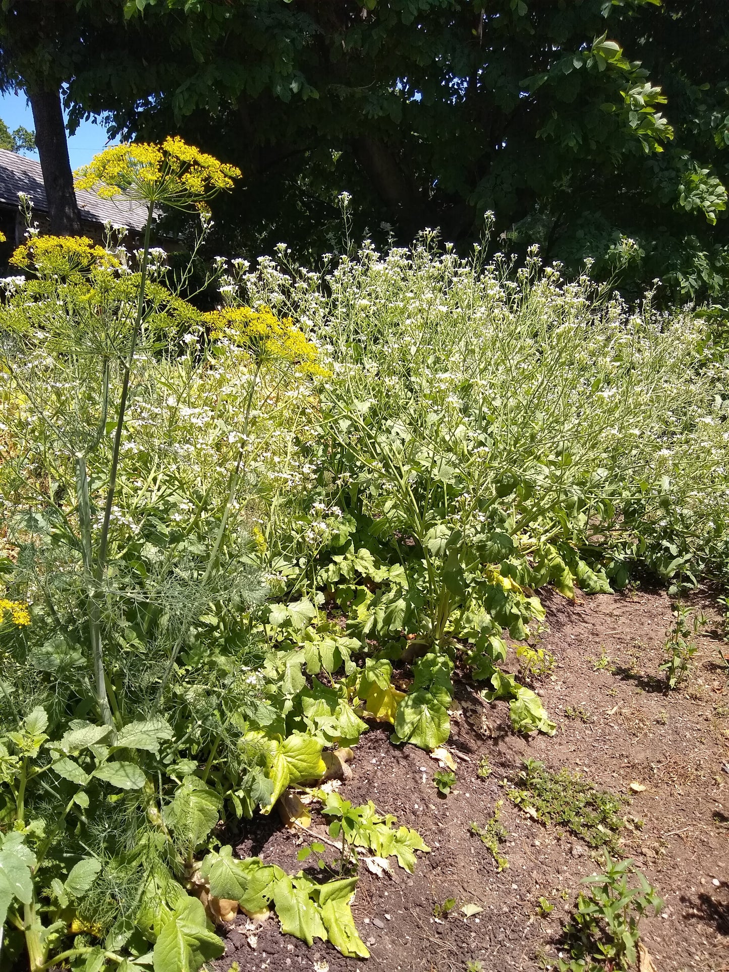 Raphinus sativus, Yellow Carrot-shaped Radish