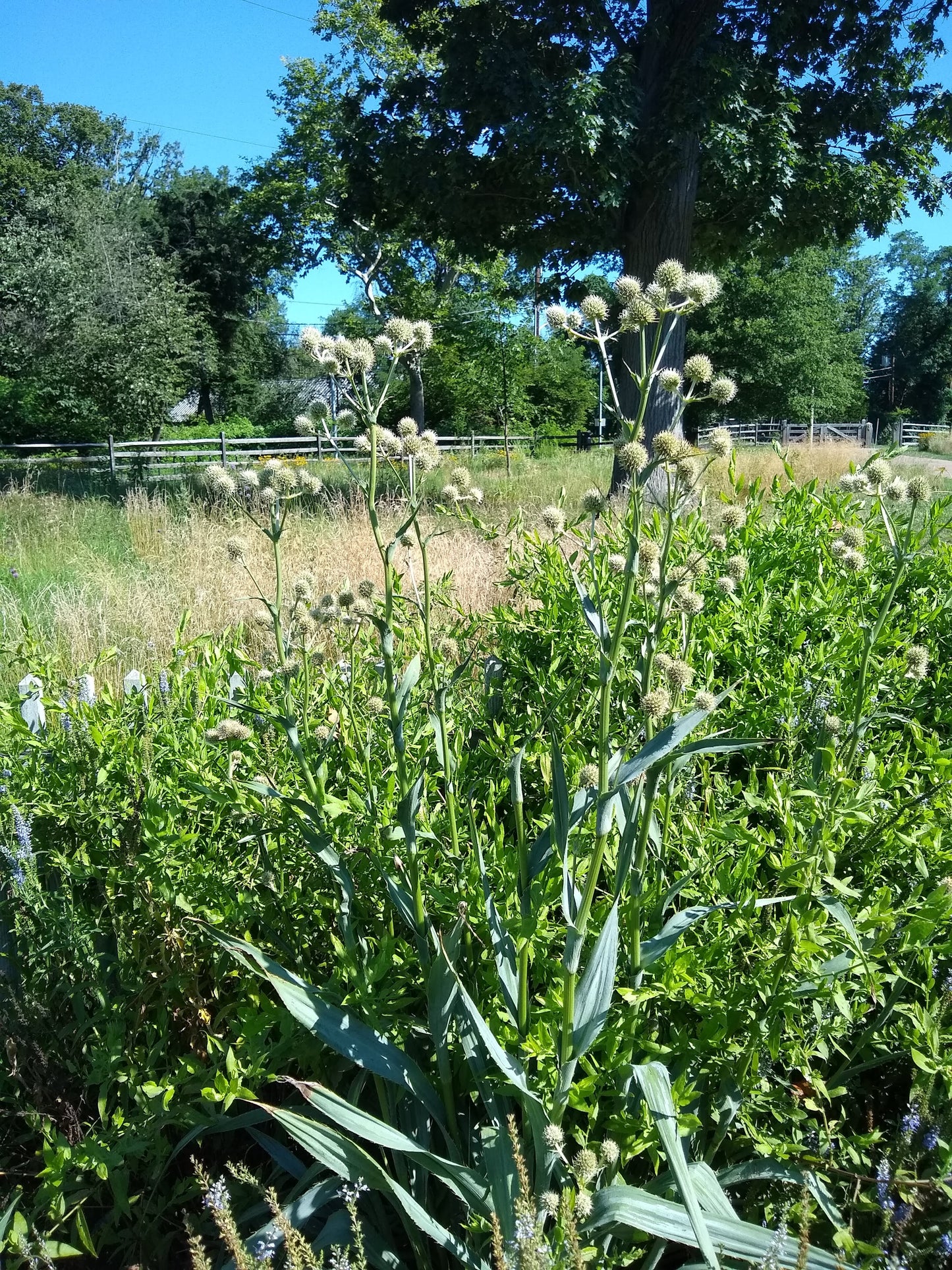 Eryngium yuccifolium, Rattlesnake Master