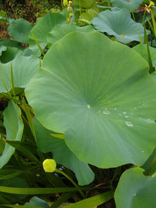 Nelumbo lutea, American Lotus