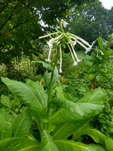 Load image into Gallery viewer, Nicotiana sylvestris, Woodland Tobacco
