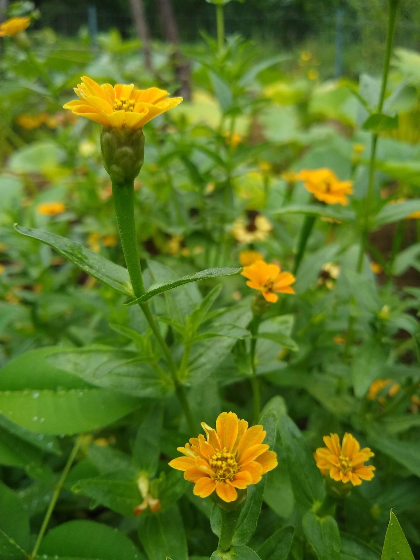 Zinnia peruviana, Yellow Zinnia