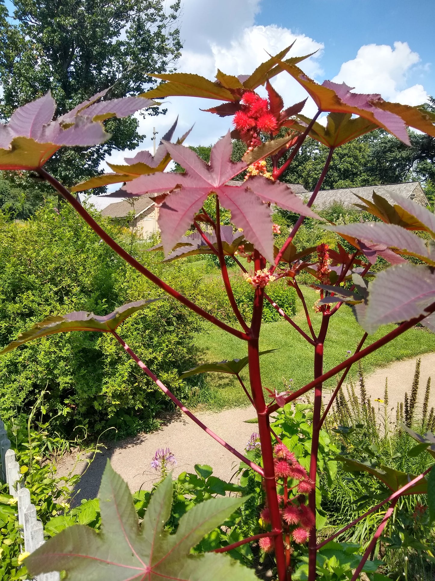 Ricinus communis, Castor Bean [SEEDS]