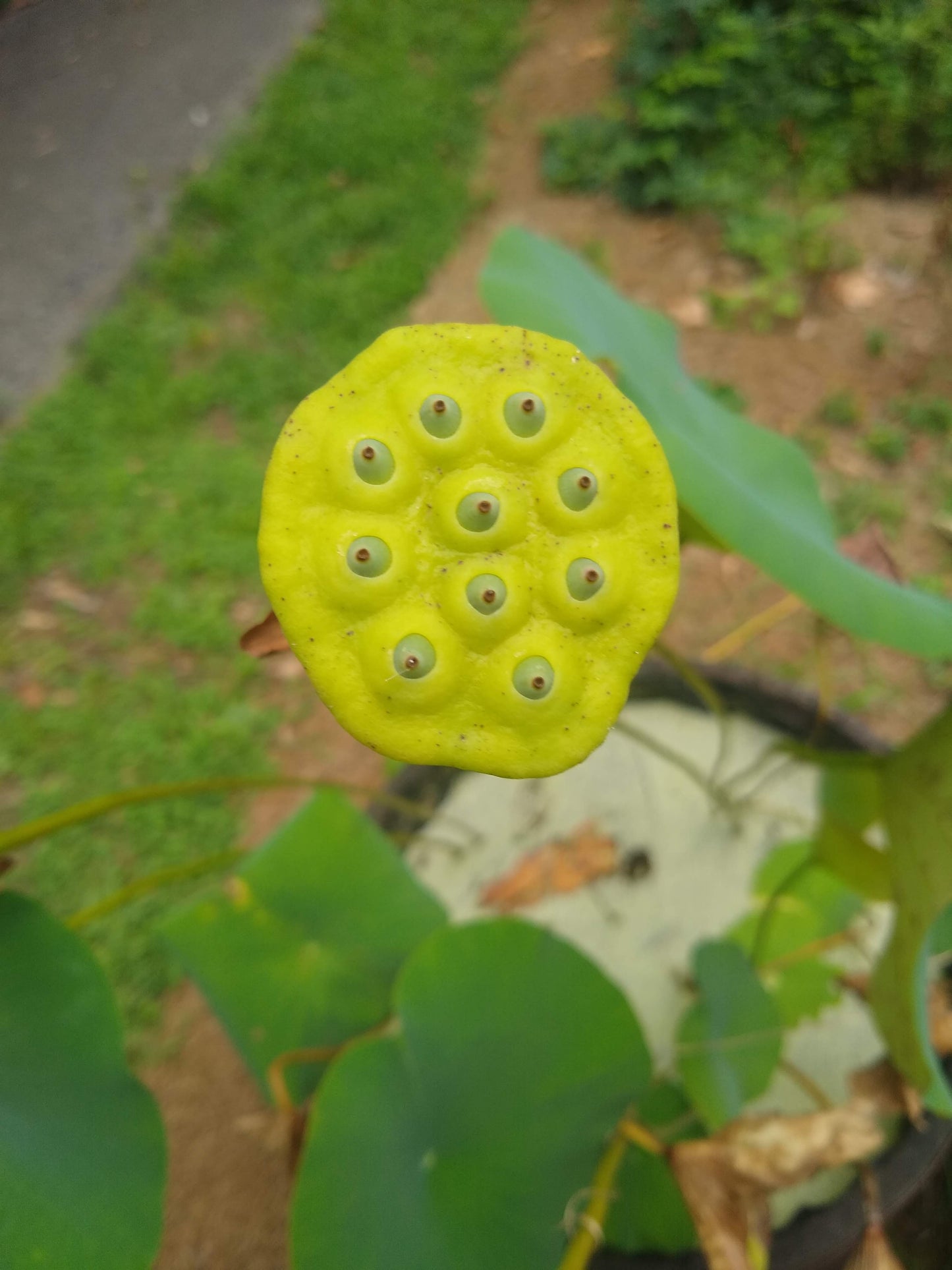 Nelumbo lutea, American Lotus