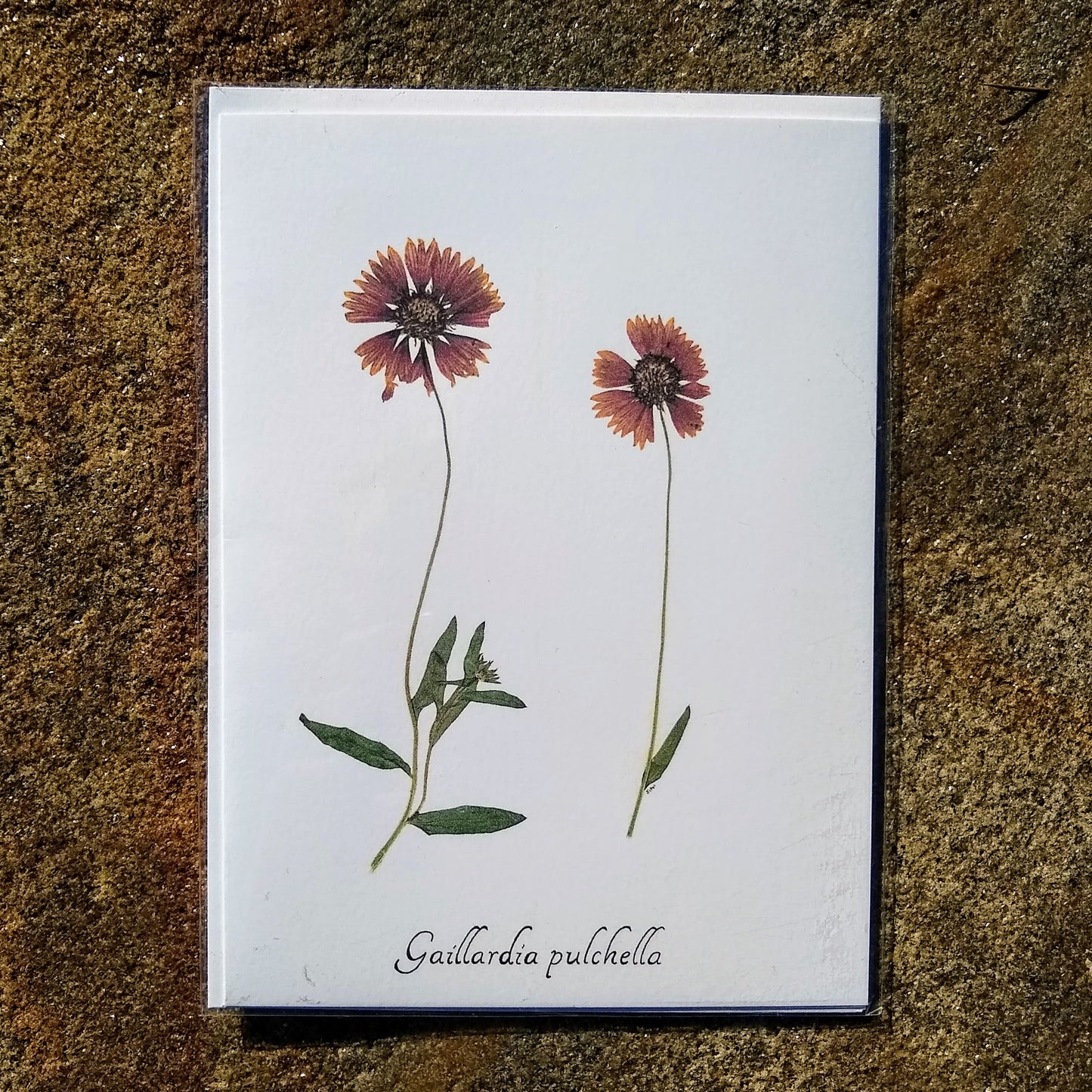 Notecards from Ecobota