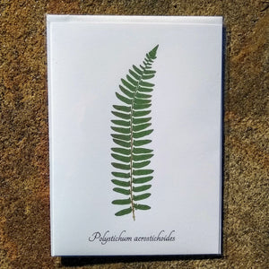 Notecards from Ecobota