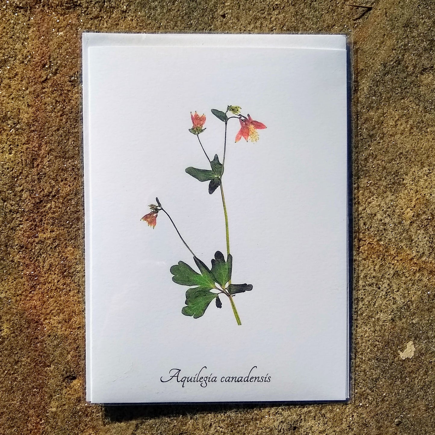 Notecards from Ecobota