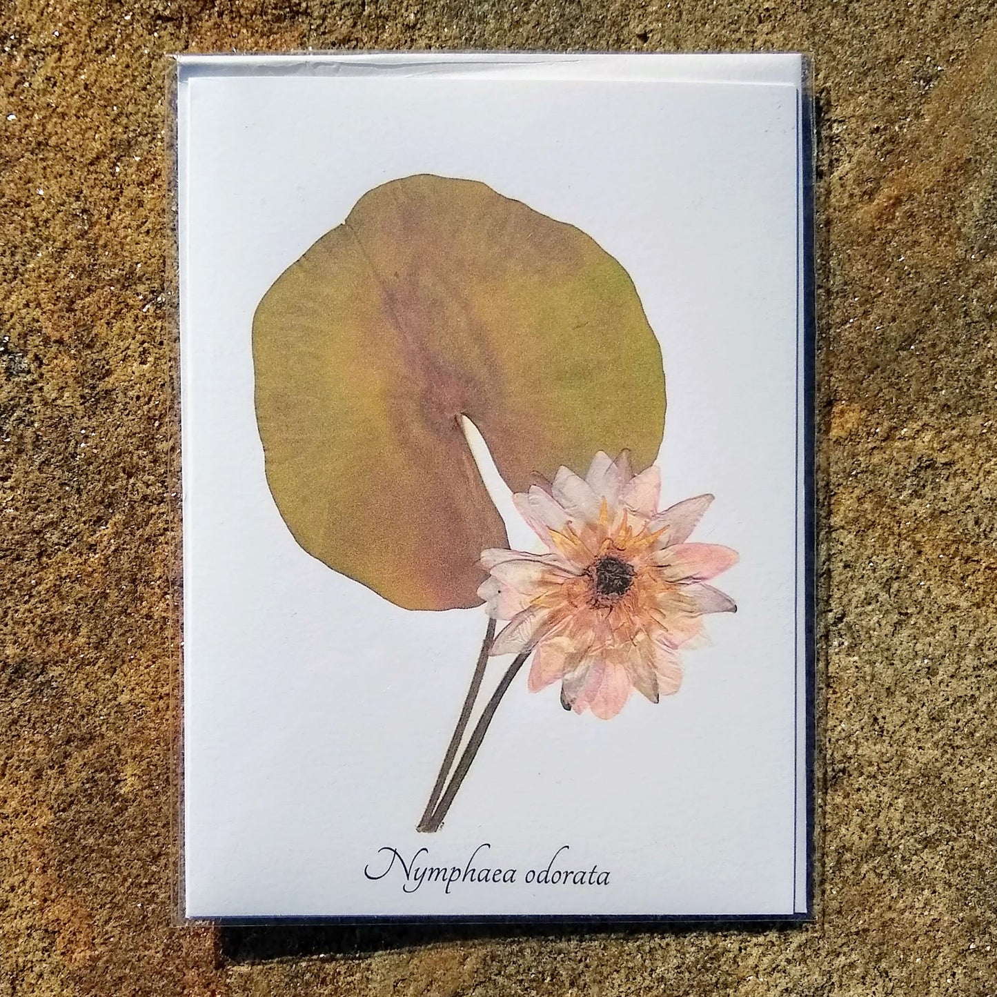 Notecards from Ecobota