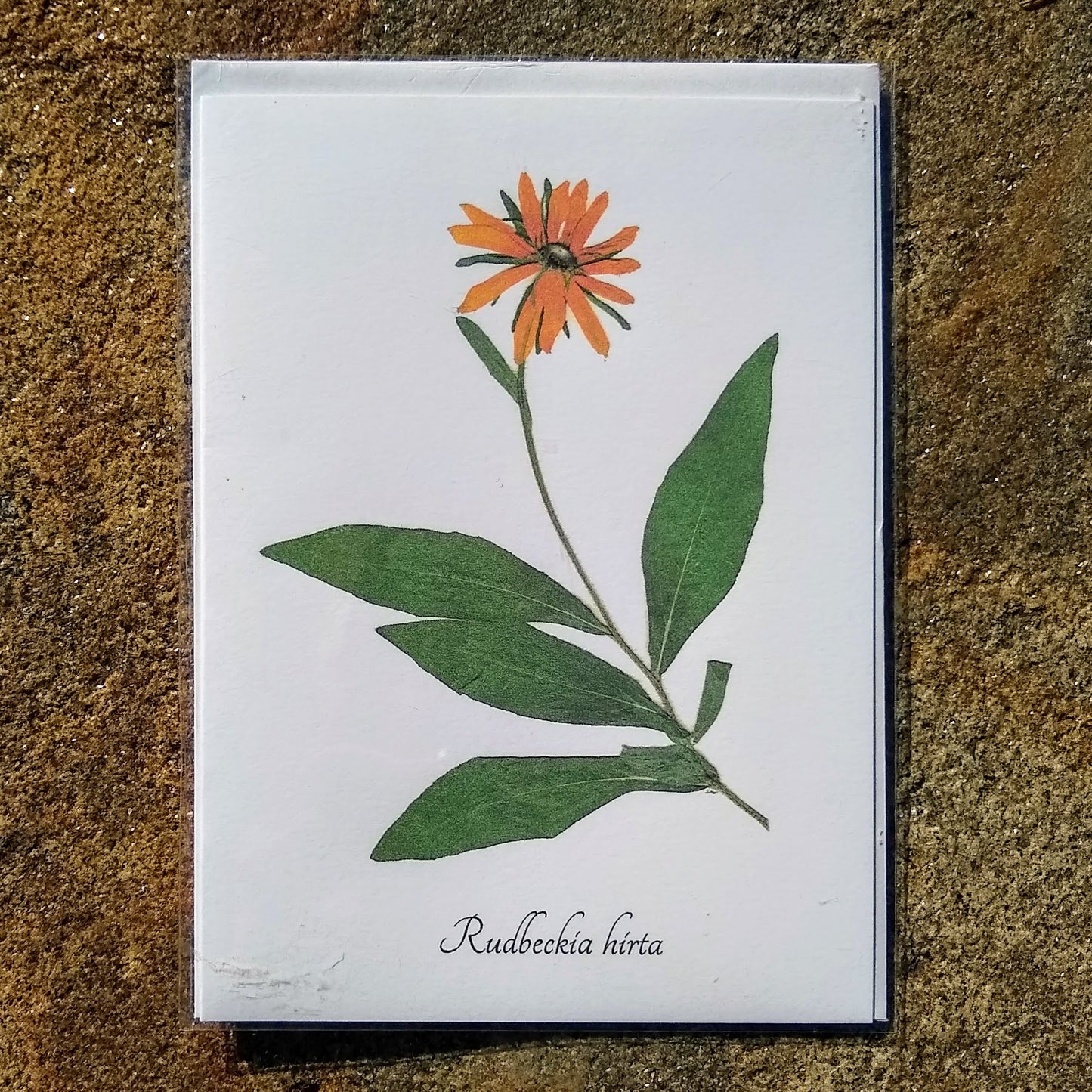 Notecards from Ecobota