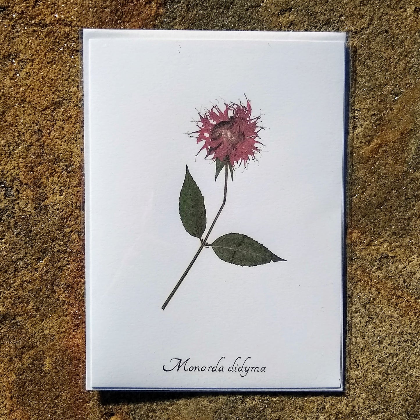 Notecards from Ecobota