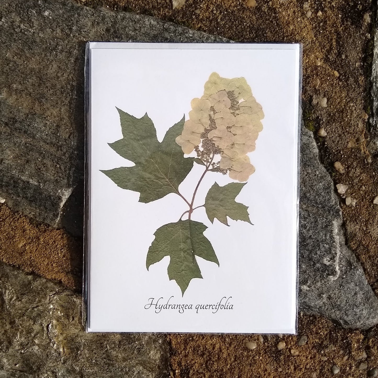 Notecards from Ecobota