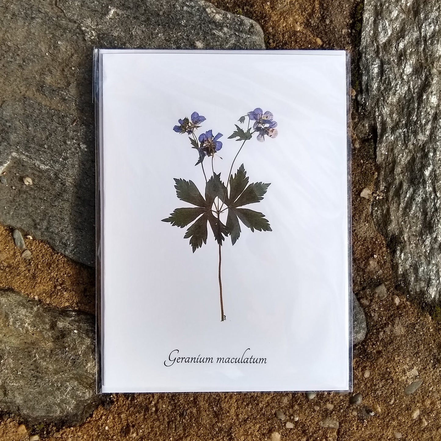 Notecards from Ecobota