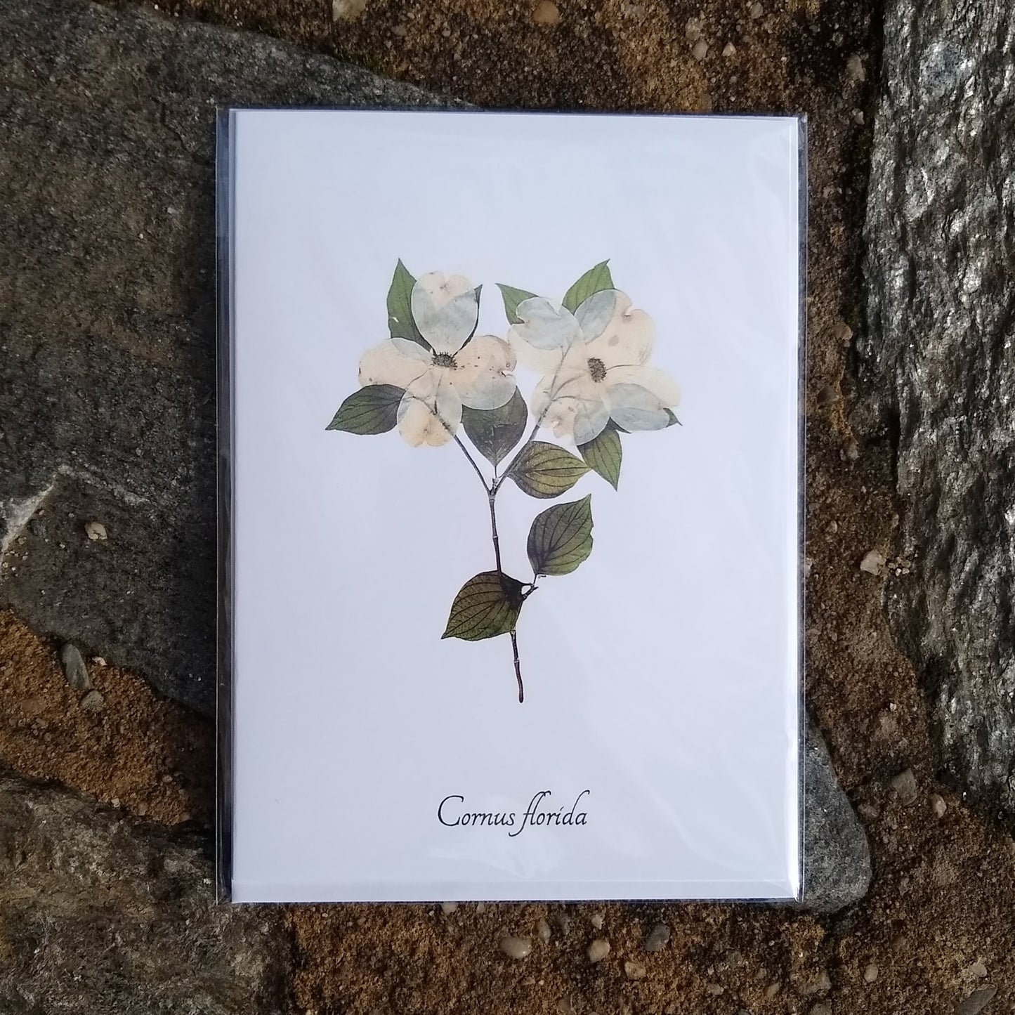 Notecards from Ecobota