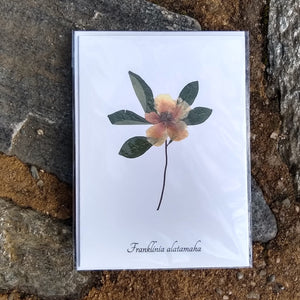 Notecards from Ecobota