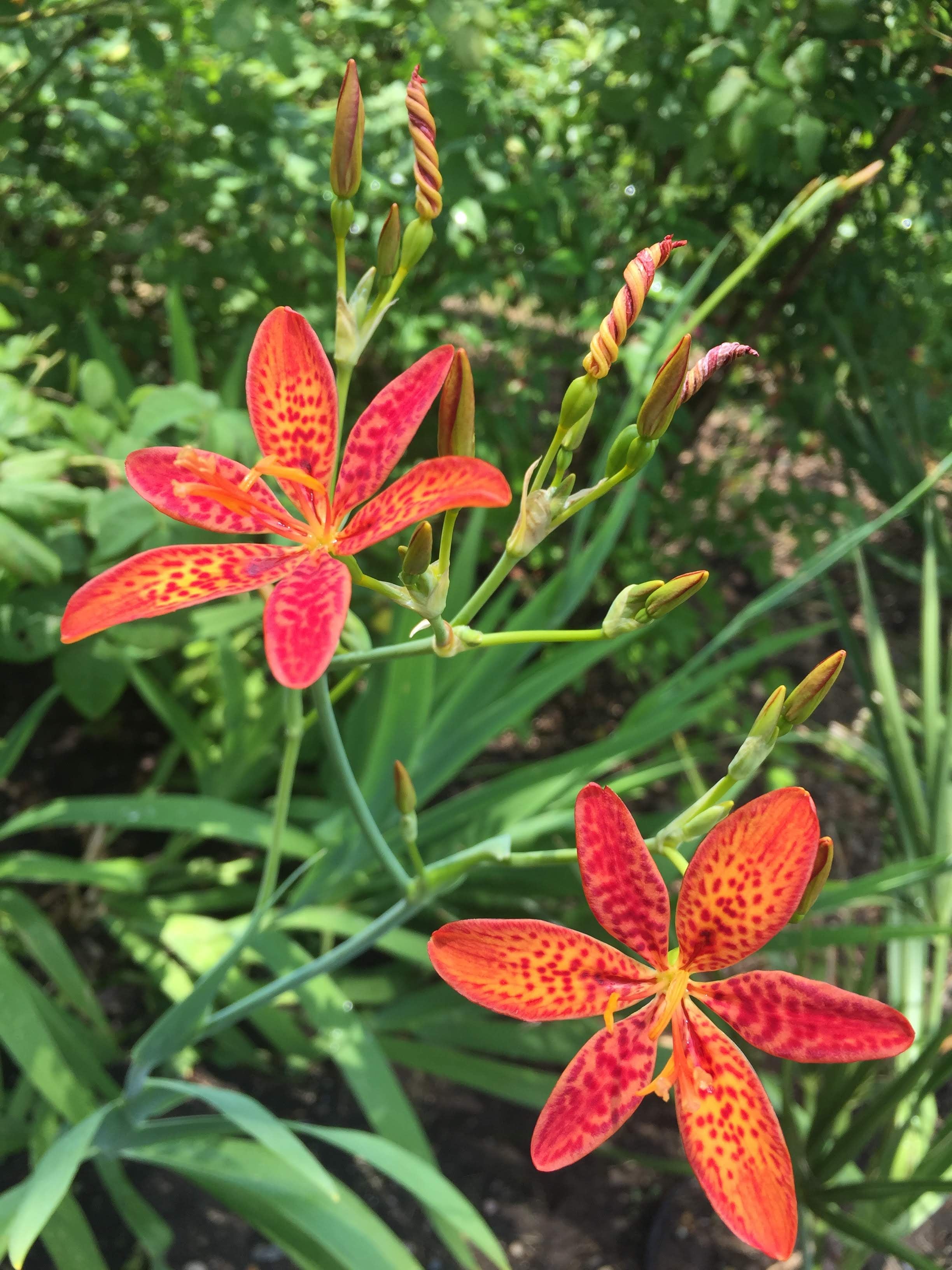 Iris domestica, blackberry lily [SEEDS] – Bartram's Garden