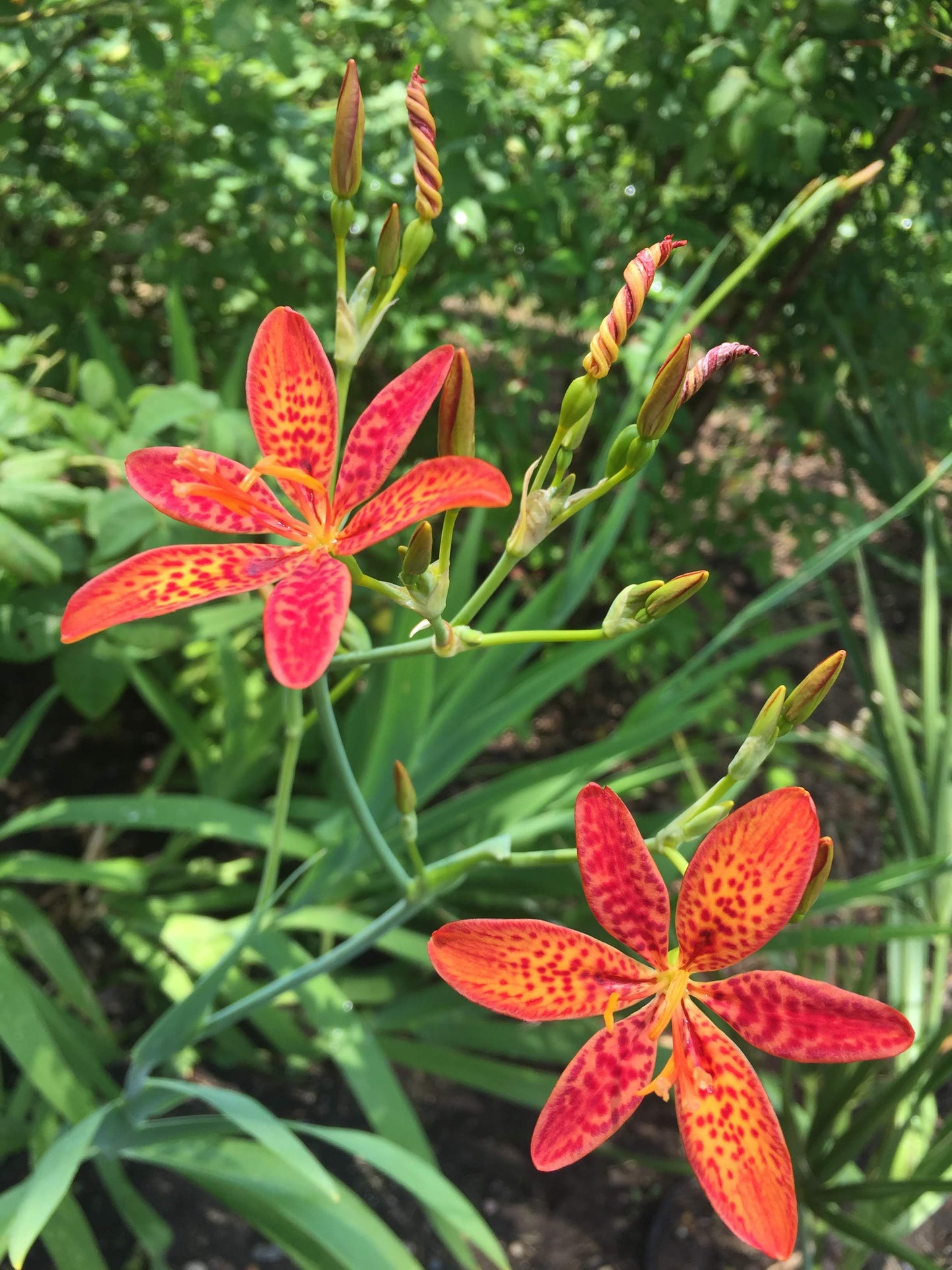 Iris domestica, Blackberry Lily